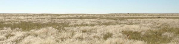 bots_houseb_safari_17_copy.jpg