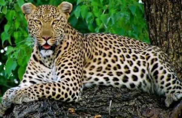 bots_houseb_safari_19_copy.jpg
