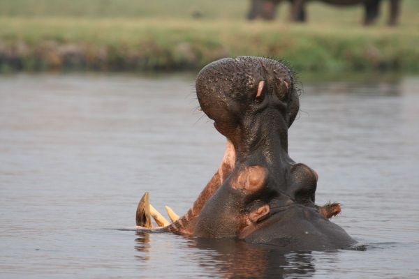 vic_falls_andchobe_9.jpg